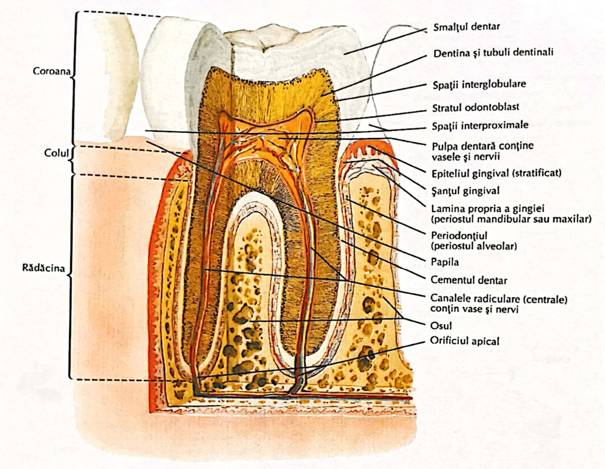 plomba dentara Bucuresti